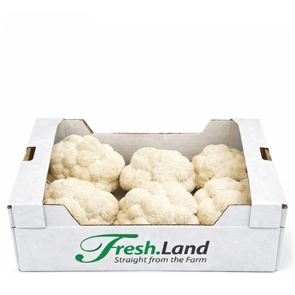 Øko Lion’s Mane  🇩🇰