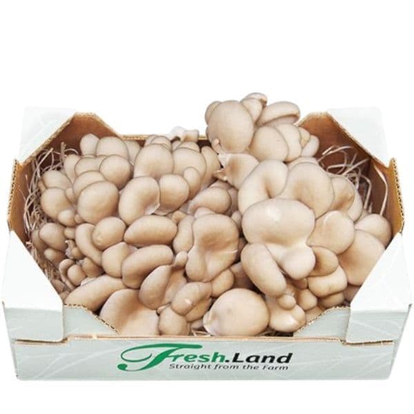 Øko Østershatte 🇩🇰