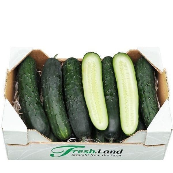 Øko Fransk Agurk  🇪🇸 — Fresh.Land