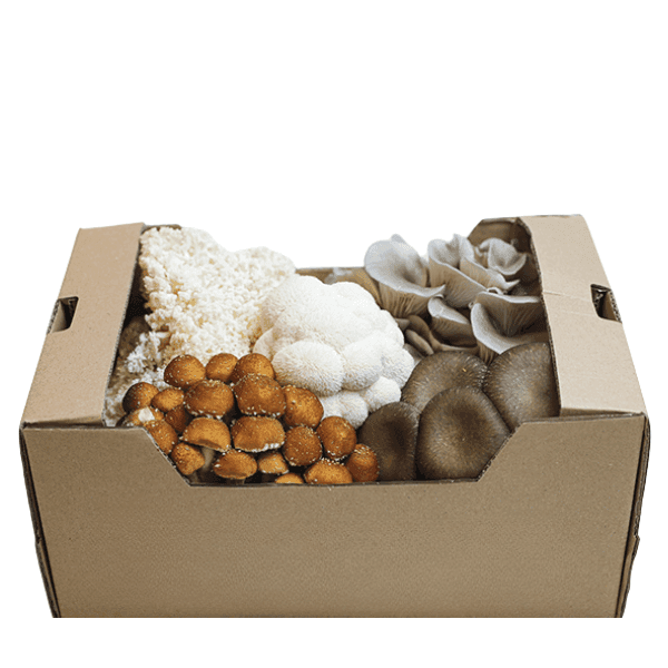 Øko Gourmet Svampe  🇩🇰 — Fresh.Land