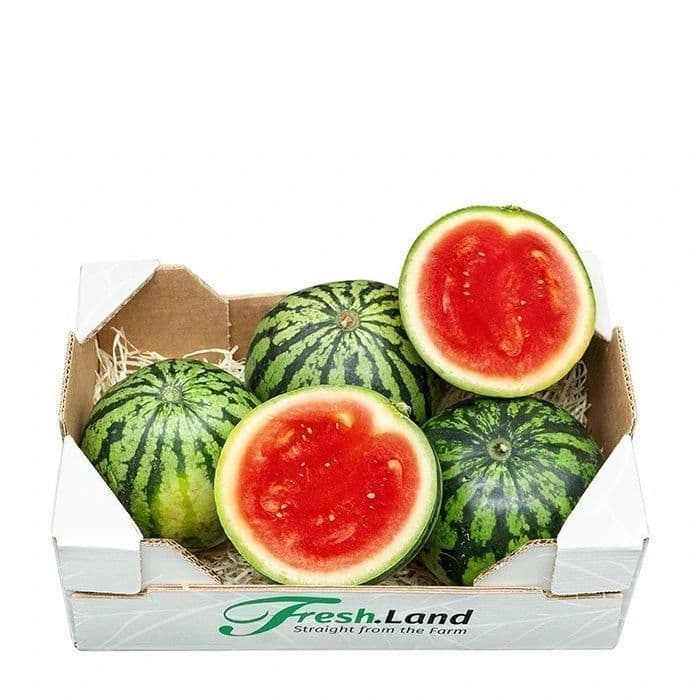 Øko Mini Vandmelon 🇪🇸